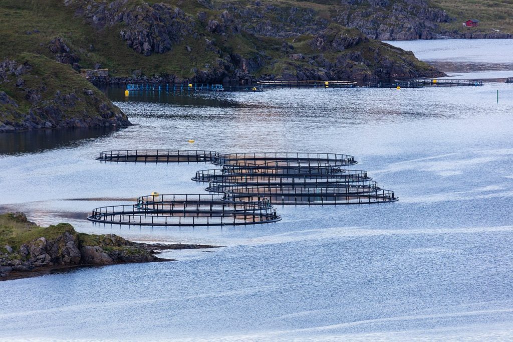pic by Diego Delso, delso.photo, License CC-BY-SA Jaulas_flotantes_de_salmones,_Kamøyvær,_Noruega,