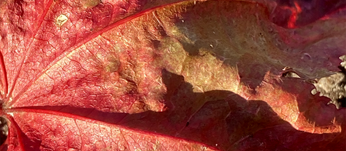 2red-leaf
