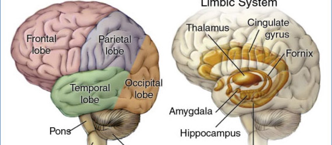 Brain_headBorder