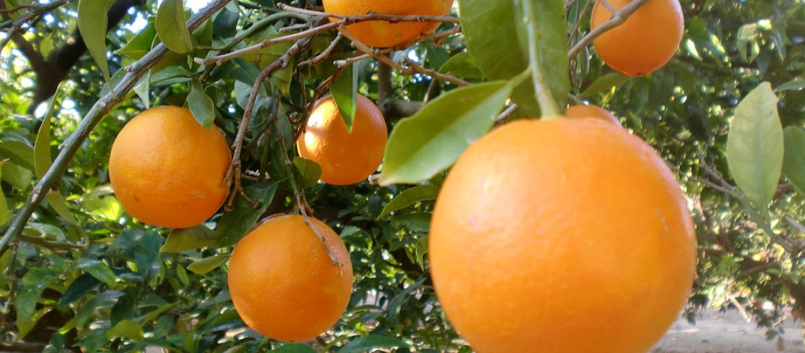 César-MR-Naranjas_valencianas-1