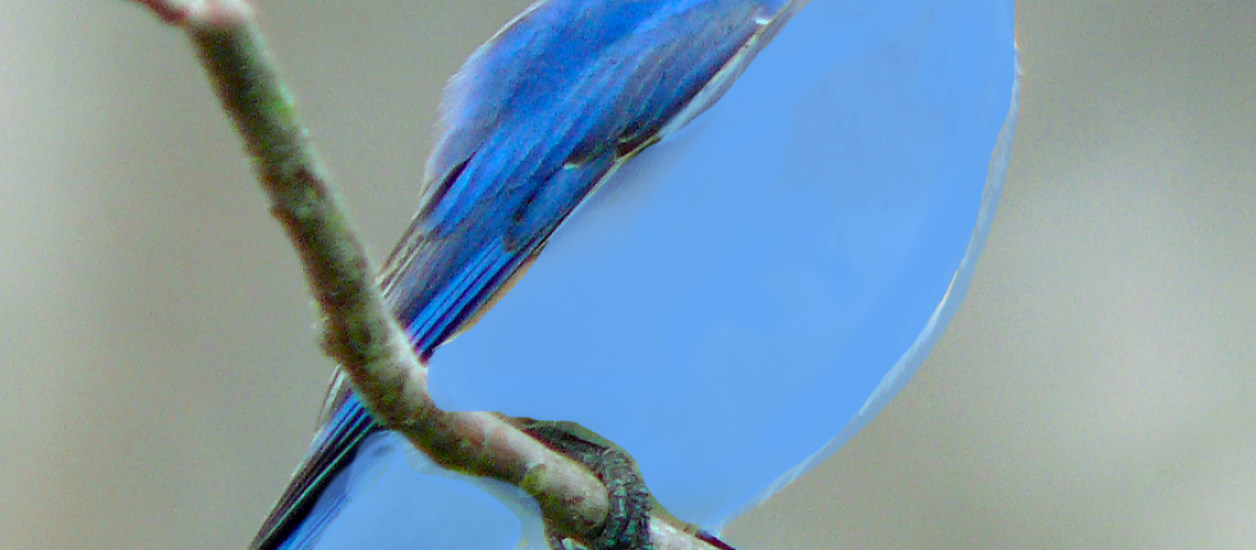 modified work of Ken Thomas Eastern_Bluebird-27527-2