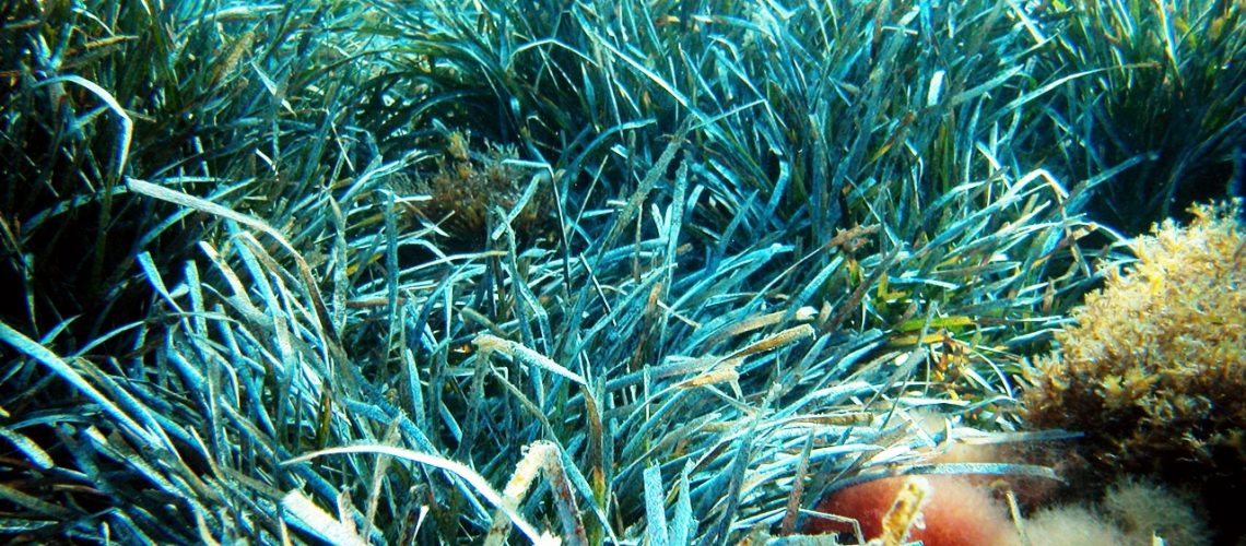 Posidonia_2_Alberto_Romeo